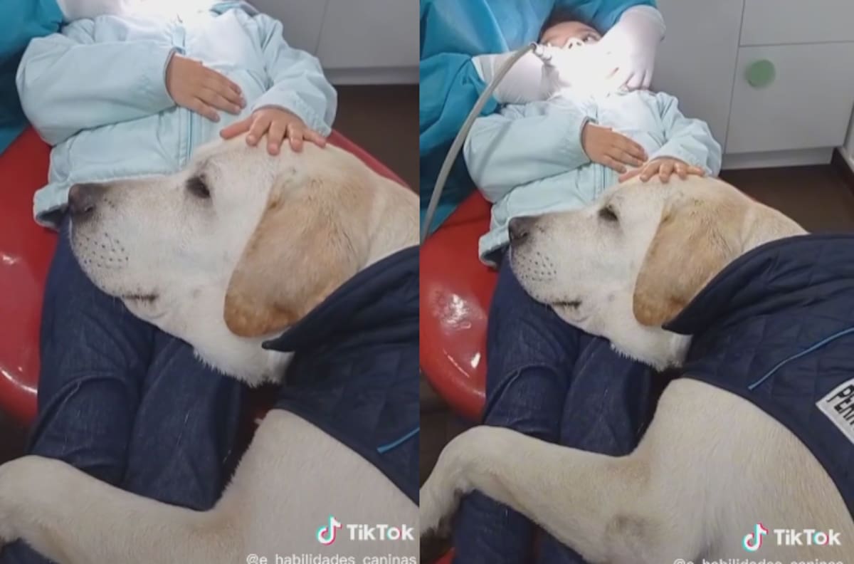 VIDEO | Perrito se vuelve viral por tranquilizar a niños en el dentista