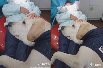 VIDEO | Perrito se vuelve viral por tranquilizar a niños en el dentista