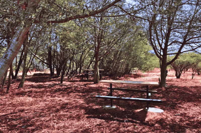 El lugar es totalmente apto para el relajo, gracias a sus zonas de picnic. Créditos: Pases Parques.