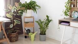 No tires las cáscaras de huevo: Así puedes utilizarlas para fortalecer y cuidar tus plantas