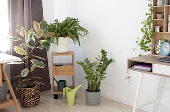 No tires las cáscaras de huevo: Así puedes utilizarlas para fortalecer y cuidar tus plantas