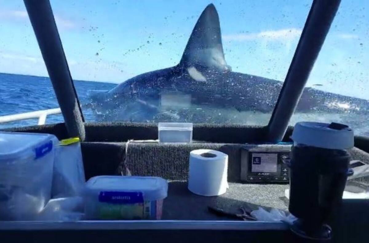 VIDEO | Gigantesco tiburón saltó sobre un bote pesquero en Nueva Zelanda