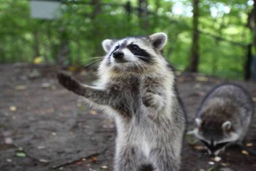 Lo más tierno que verás hoy: mapache se forma para recibir una dona y el tierno momento se hace viral