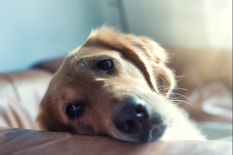 Siempre es importante llevarlo al veterinario si crees que tu perro está mal.
