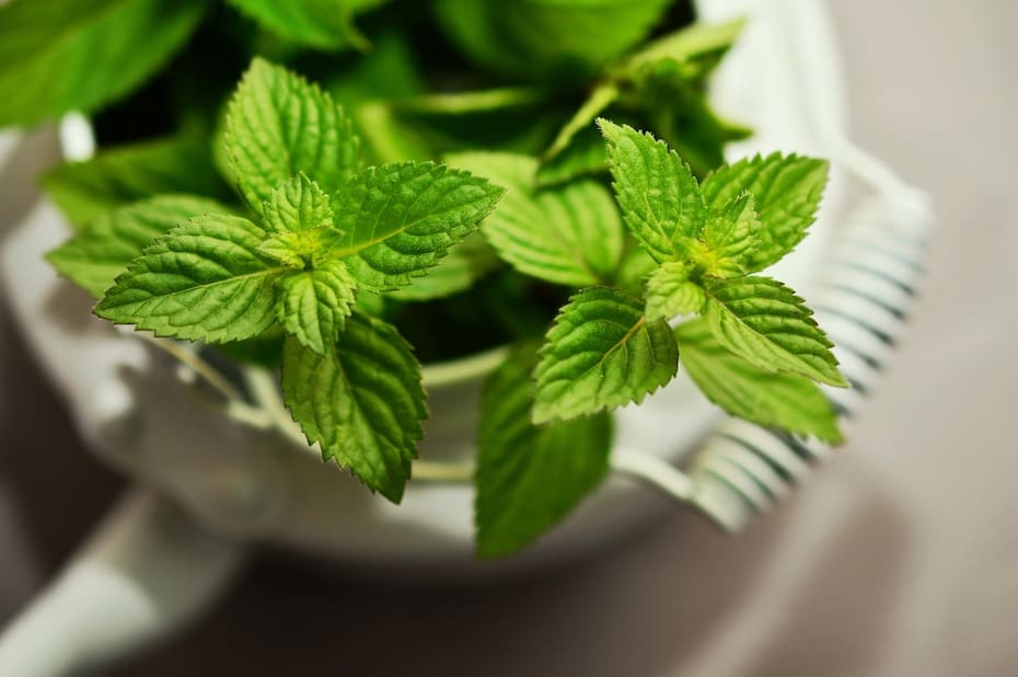 La menta tiene otros beneficios para la salud, también funciona como relajante. (Foto: Archivo)