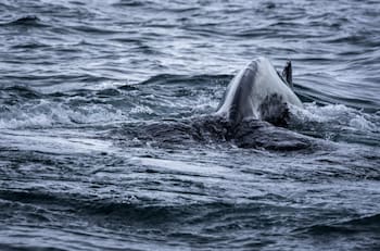 VIDEO | Enorme pez asusta a navegantes al aparecer de sorpresa frente a su barco en el sur de Chile