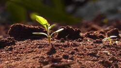 Últimos días para postular al Capital Semilla Inicia y Capital Semilla Expande: ¿Cómo hacerlo y cuánto dinero entregan?