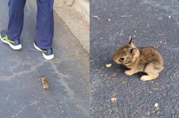 VIDEO | ¿Me adoptas?: Pequeñísimo conejo brinca para alcanzar un humano y registro se vuelve viral