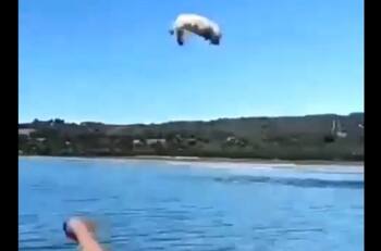 Sujeto que lanzó a un perro poodle al mar en Chiloé fue identificado: lo formalizarán por maltrato