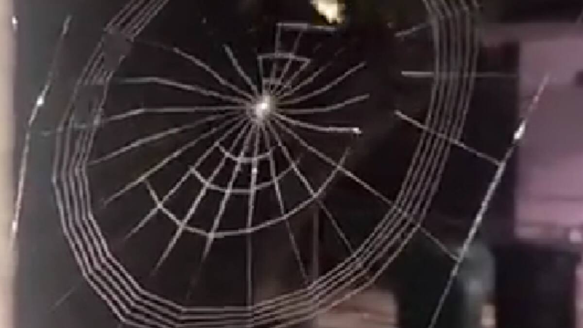 VIDEO | ¿Lo habías visto?: Captan a una araña tejiendo su telaraña y se hace viral por su rapidez