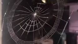 VIDEO | ¿Lo habías visto?: Captan a una araña tejiendo su telaraña y se hace viral por su rapidez