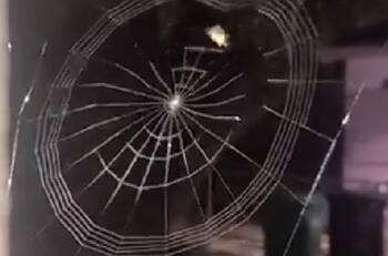 VIDEO | ¿Lo habías visto?: Captan a una araña tejiendo su telaraña y se hace viral por su rapidez