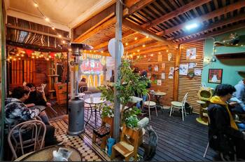 Con sabor a ronroneos: el novedoso café de Santiago donde puedes comer rodeado de decenas de gatos