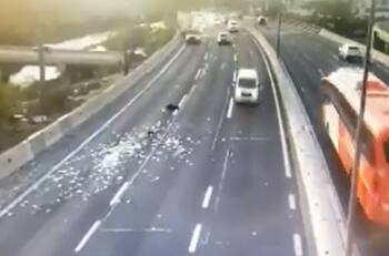 VIDEO | Delincuentes lanzaron bolsos con dinero en autopista durante persecución policial por robo