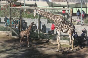 Imperdible: Zoológico Nacional tendrá entrada liberada para todo público desde el 19 de diciembre