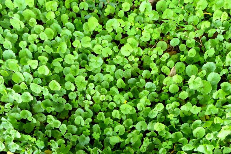 La centella ayuda a mejora la circulación, reduce la ansiedad y el insomnio.