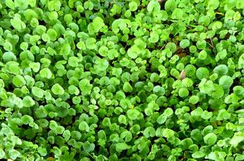 La planta que alivia varices, mejora la circulación y ayuda a dormir