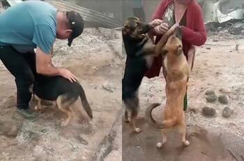 VIDEO | Incendios forestales: Emotivo reencuentro entre una familia y sus perros en Santa Juana