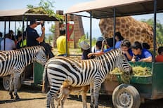 Los mejores panoramas para hacer con niños antes de marzo: piscinas, animales y aventuras para disfrutar en familia