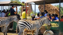 Los mejores panoramas para hacer con niños antes de marzo: piscinas, animales y aventuras para disfrutar en familia