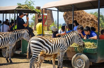 Los mejores panoramas para hacer con niños antes de marzo: piscinas, animales y aventuras para disfrutar en familia