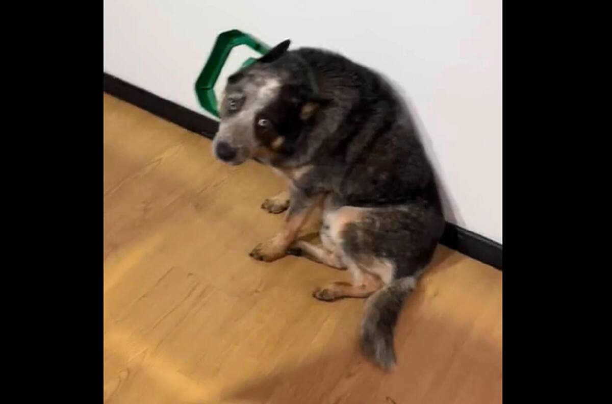 VIDEO | Pillado infraganti: Perrito es descubierto luego de dar vuelta el bote de la basura