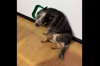 VIDEO | Pillado infraganti: Perrito es descubierto luego de dar vuelta el bote de la basura