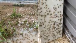 Plaga bíblica: Arañas y serpientes se "toman" casas en Australia para protegerse de la lluvia