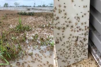 Plaga bíblica: Arañas y serpientes se "toman" casas en Australia para protegerse de la lluvia