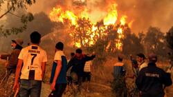 VIDEO | Incontrolables incendios ya dejan 37 muertos en Argelia debido a las altas temperaturas