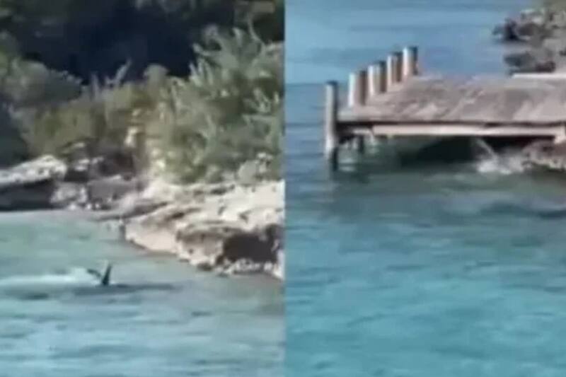 Un video se hace viral en redes sociales en el que un perro se enfrenta a un tiburón martillo.