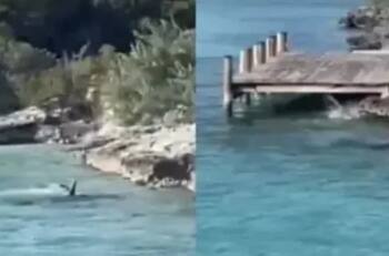 VIDEO | Perrito enfrenta a tiburón martillo y resulta ileso