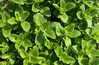 Esta es la hierba que disminuye los dolores que produce la artritis: tiene CINCO beneficios