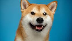 No, no es Cheems: ¿Por qué Doge se tomó el logo de Twitter?