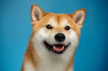 No, no es Cheems: ¿Por qué Doge se tomó el logo de Twitter?