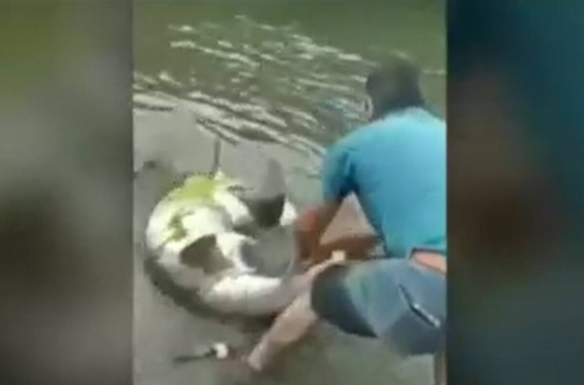 VIDEO | Denuncian brutal matanza de tiburones en Chiloé: Hombres los amarraron y apedrearon