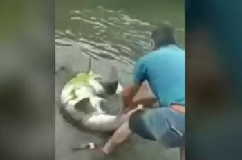 VIDEO | Denuncian brutal matanza de tiburones en Chiloé: Hombres los amarraron y apedrearon
