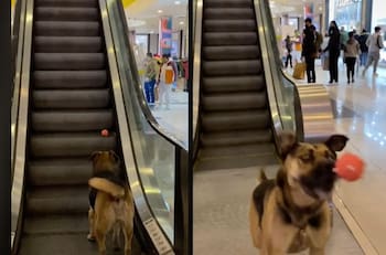 VIDEO | Todos quieren jugar con él: Perrito deja su pelota en escalera mecánica y espera que la lancen desde arriba para jugar