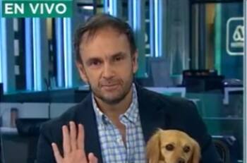 Perrita orinó en vivo a Rodrigo Sepúlveda en "Meganoticias": "Mira como me dejó el pantalón"