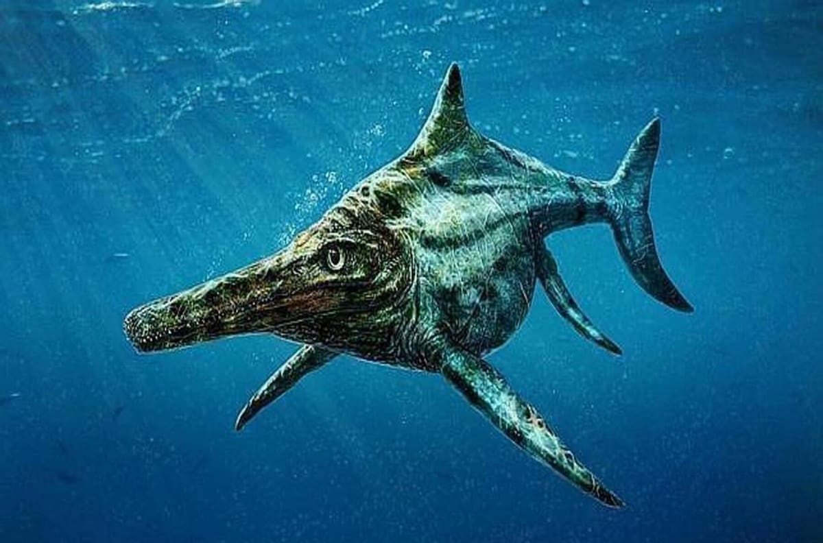 ¿Quién es Fiona?: El fósil de ictiosaurio rescatado de un glaciar en la Patagonia chilena