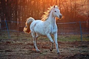 VIDEO | ¡La engañó por completo! Mujer piensa que caballo falleció debido a su particular manera de dormir