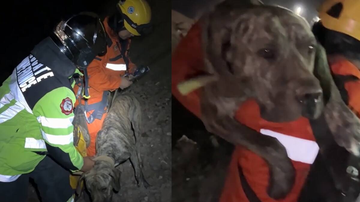 VIDEO | Bomberos rescata a perro que cayó a gran altura en el Morro de Arica: Se busca a su familia