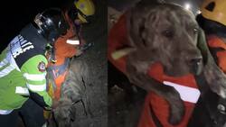 VIDEO | Bomberos rescata a perro que cayó a gran altura en el Morro de Arica: Se busca a su familia