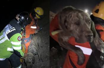 VIDEO | Bomberos rescata a perro que cayó a gran altura en el Morro de Arica: Se busca a su familia