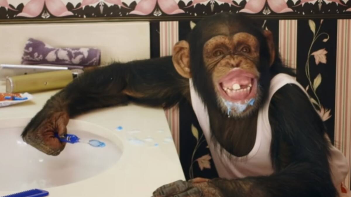 PETA se enfrenta a The Offspring por su nuevo video musical protagonizado por dos chimpancés
