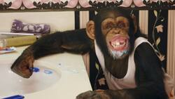 PETA se enfrenta a The Offspring por su nuevo video musical protagonizado por dos chimpancés