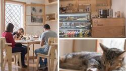 La casa de la Gata Horacia: La mejor cafetería para los amantes de los felinos está en Santiago