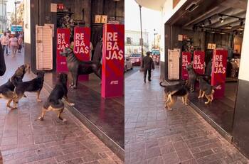 VIDEO | Parecía real: Perros se hacen viral por "pelear" con can de plástico en una tienda