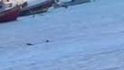 VIDEO | ¡Alerta! ¿tiburón en playa de Dichato?: Autoridades recomiendan no acercarse a especie