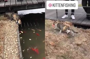 VIDEO | Gato logra pescar y el público enloquece: Registro se vuelve viral en redes sociales